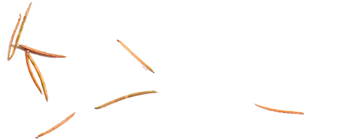 Scattered pine needles